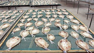 海魚(yú)、魚(yú)肉烘干機(jī)干燥魚(yú)干